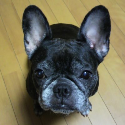 もみじ39