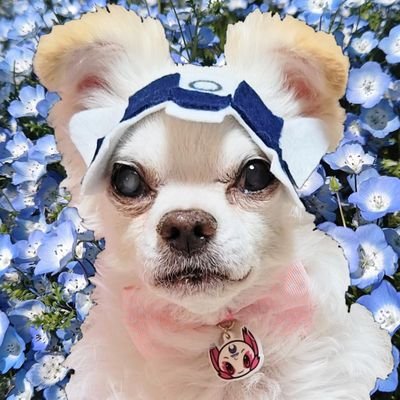 れい＆チワワのはっち🐶💕　雑垢　廃人です🫠　失礼がありましたらすみません🙇