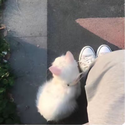 みゃお🐧🐬🎁