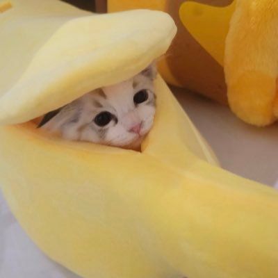 ♥︎รับล็อตบัตรคอนญี่ปุ่น mamymay 📍