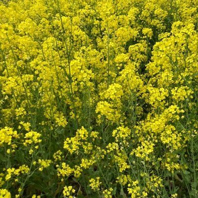 一般通過一般人