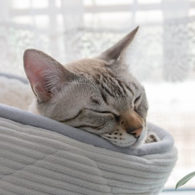 ナナと猫