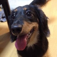 nashi 兼 老ダックスVTuber