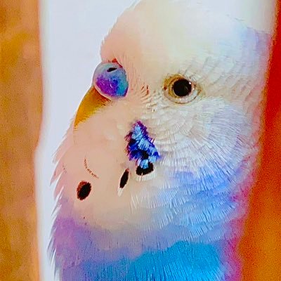 💛🍜🐥白雪🐥🍜💛