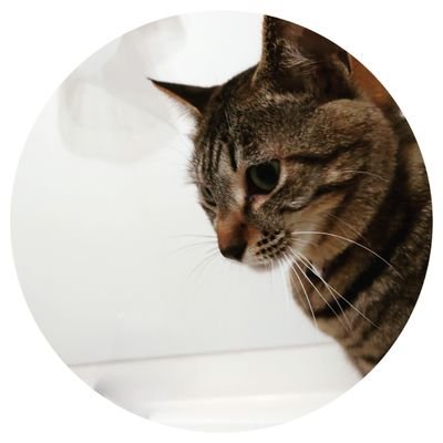 neko-aroma403　ねこ