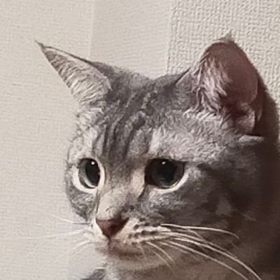 まりねこ🐈MaryNeko