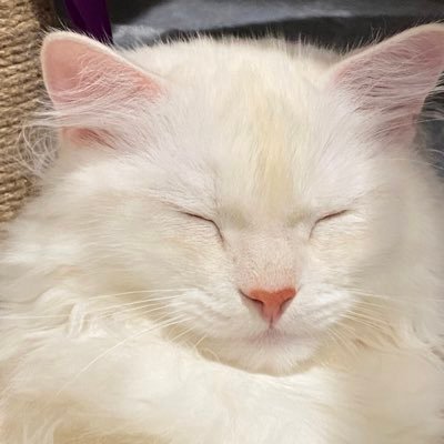 シルク＆ムース