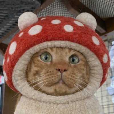 ねこ🐈🐈‍⬛💋🐰🐶🐙🧂🥕🦴