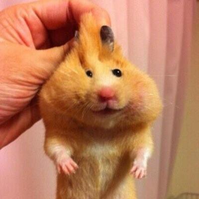 ね も た ろ う さん