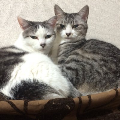 倫(tomo)