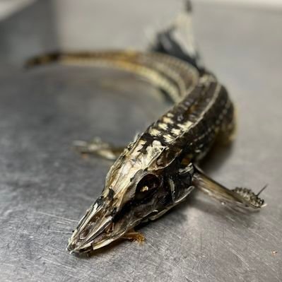 どう見ても椅子💺