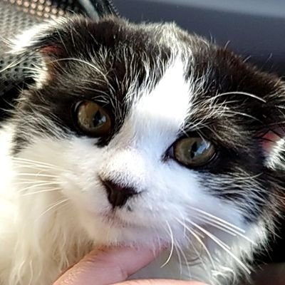 mofuneko🐾🐈‍⬛(Slow🐢)