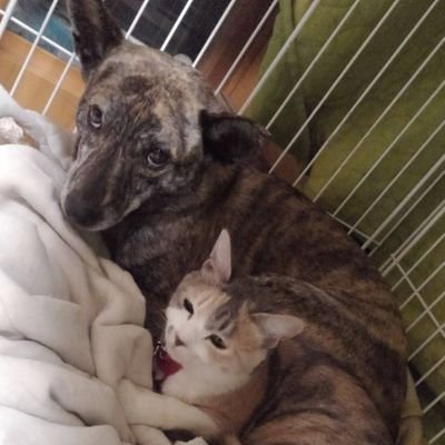 にゃこ☕︎@インフル一番くじご連絡有ります