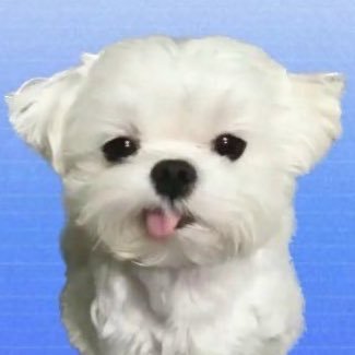오하요