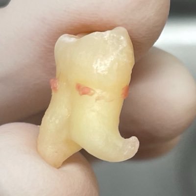 虚無虚無ぷりん