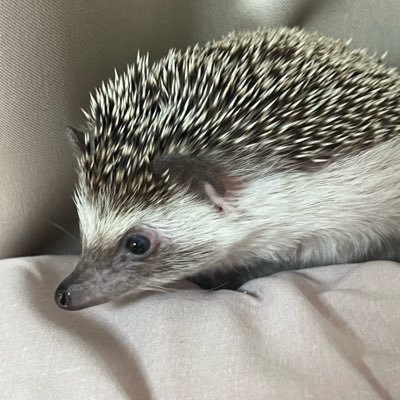 オディの母でございます🐰🦔