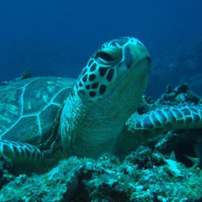 屋根の上のカメ