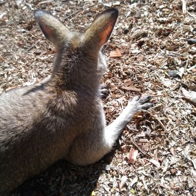 いちのみやけ〜さん