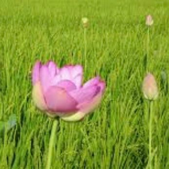 ほのか＠onon5021