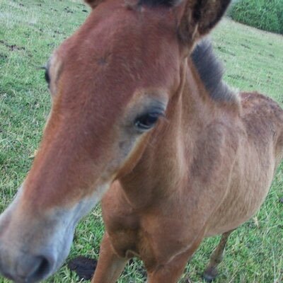 大番長今井@ジュルマ一門