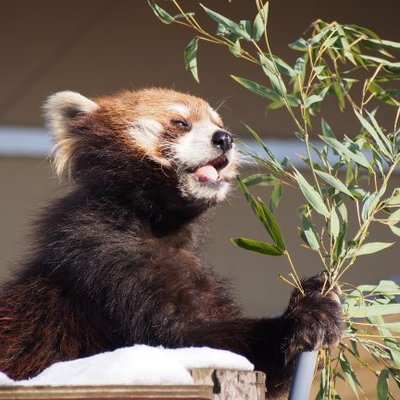 奥羽越レッパン同盟