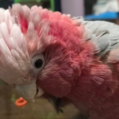 プーチョコももの下僕母ちゃん