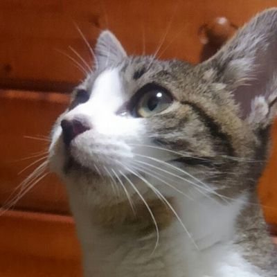 おちゃちゃん