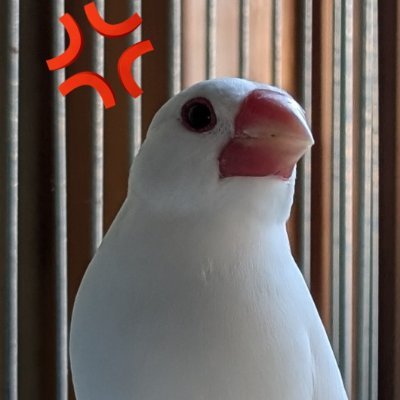 ピナコ