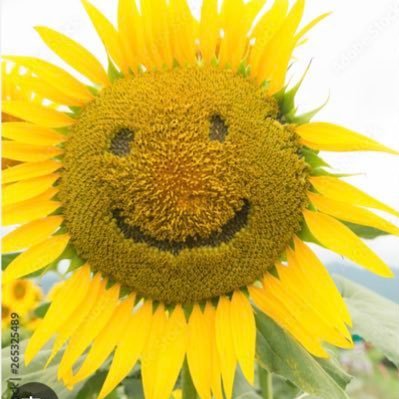 すーちゃん🌻取引垢