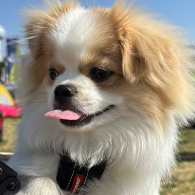 ペキポメのパブロくん