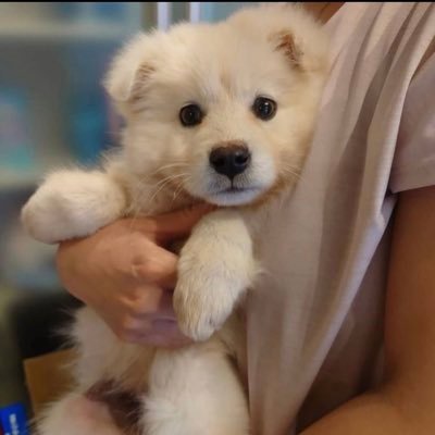 🌳ぱぱぱんだpandora【公式】🌳