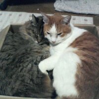 世界のユウ☆猫帝王(本人)と他0.9億人