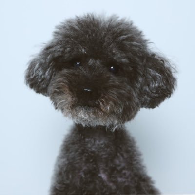 ナビ（나비）