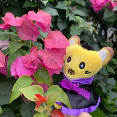 ぴるくる🦊🐻‍❄️