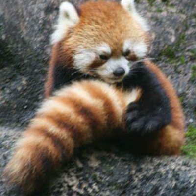 ぴーたーぱんのしっぽ