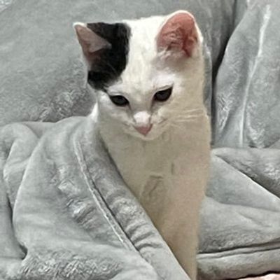 しょんぼりねこ