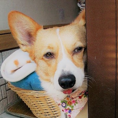 ぷうぷうぷりん