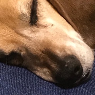 poruporu🌺🦊💚💙(ポルorぽる)