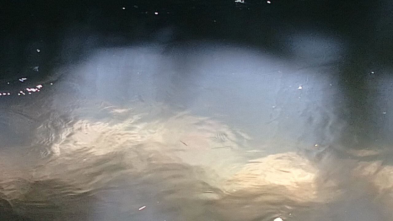 キセキれいたん🐦️🌞