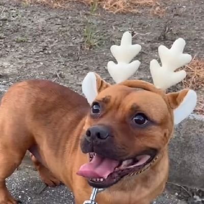 その辺の鹿の子