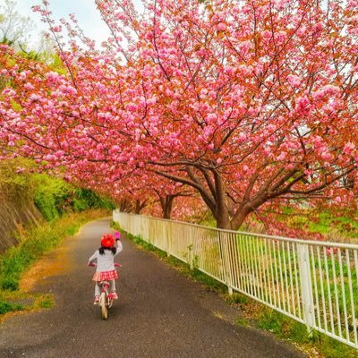 Kitchen ラダカベア