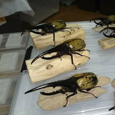 【raise/レイズ】