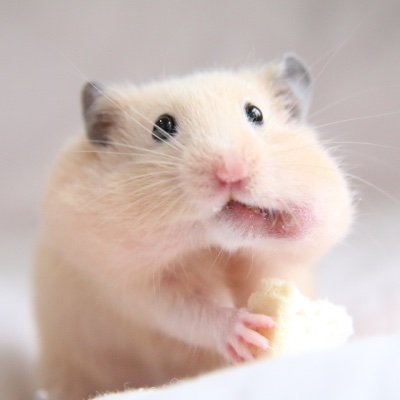 レイぴょん交換