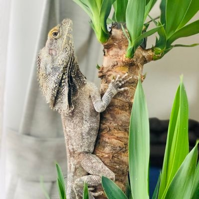 𝑫𝒆𝒎𝜣𝒏𝒊𝒄𝜣