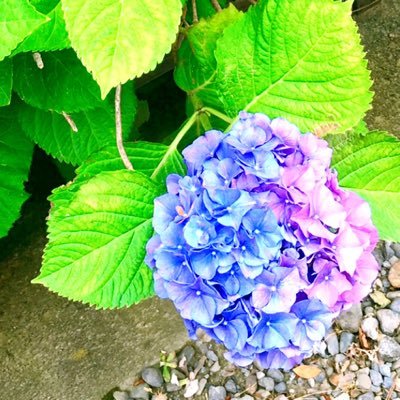 りあ（ミッフィーちゃん）