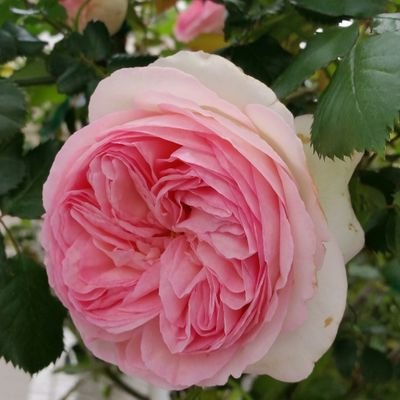 roseparis
