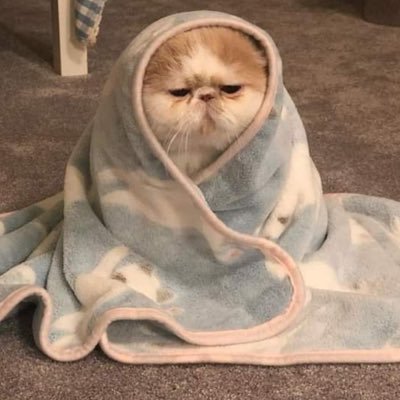 다시 태어난 퓨퓨