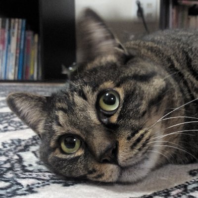 鯖猫◇さばネコ