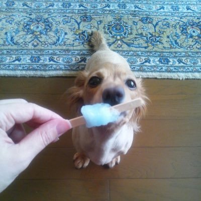 さくら（愛犬）