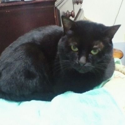 やのひと さのひと